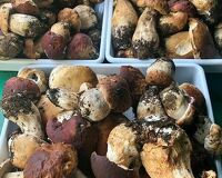 Vendo funghi porcini nostrani, raccolti in Appennino Pistoiese.