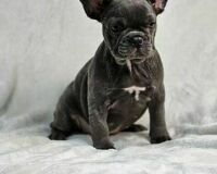 Bellissimi cuccioli di Bulldog Francese blue subito disponibili